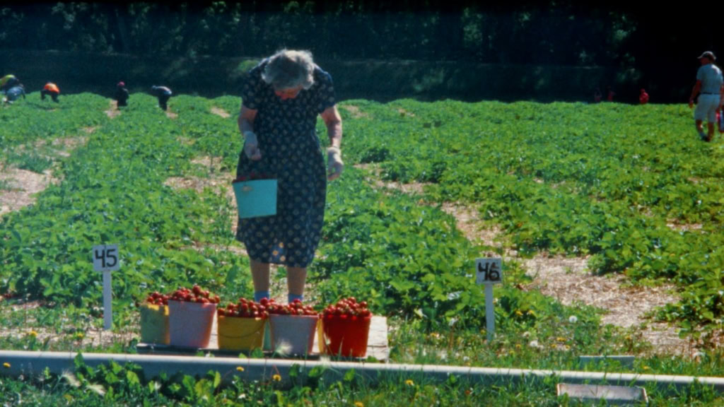 Een vrouw plukt tomaten in een veld met groene planten, met andere mensen op de achtergrond.