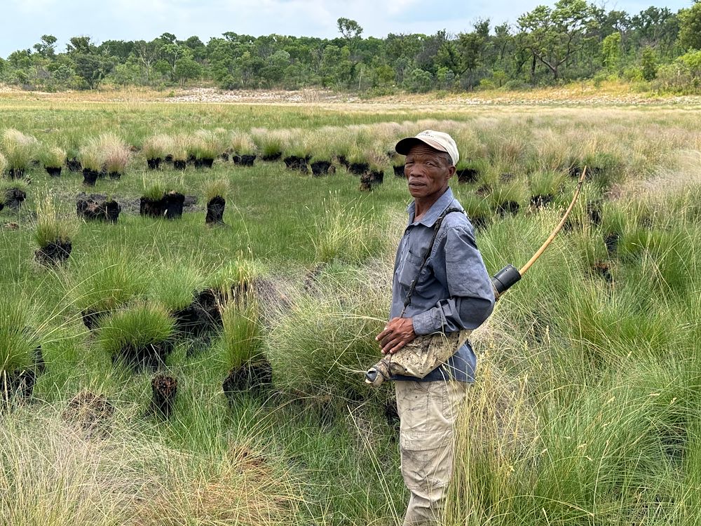Ghost Elephants in a grassy landscape with sparse trees, featuring a man holding a stick, surrounded by numerous elephant silhouettes blending into the environment.