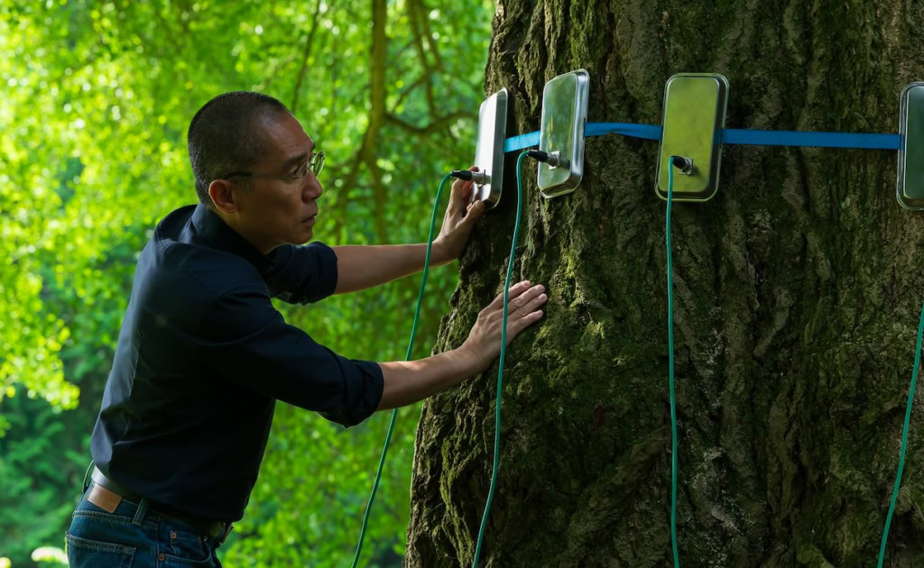 Boomklimwand met elektronische sensoren in een bos, geschikt voor avontuurlijke activiteiten en educatieve doeleinden, perfect voor een film over natuur en avontuur.