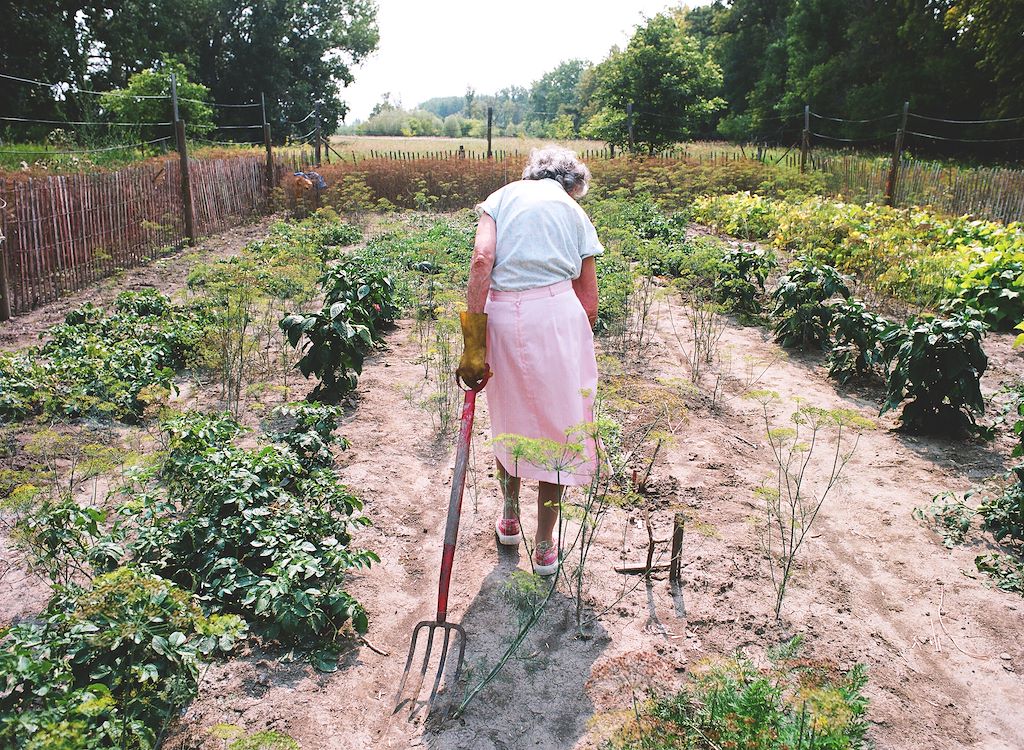Oma in de tuin met een hark, omringd door planten en bloemen, genietend van haar tuinwerk op een zonnige dag.